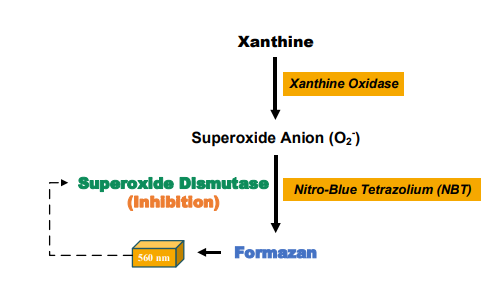 超氧化物歧化酶（SOD）活性檢測(cè)試劑盒說明書配圖2