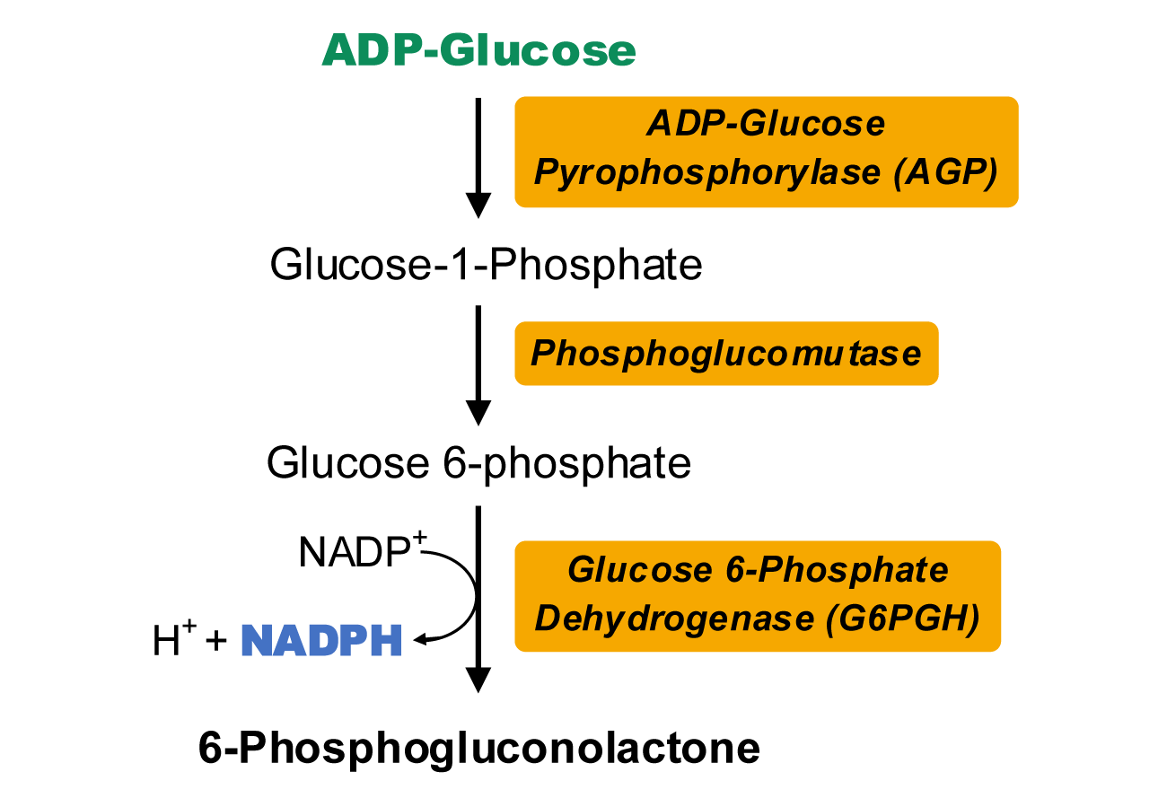ADPG焦磷酸化酶活性檢測(cè)試劑盒原理圖